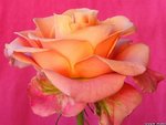 B&B WILD ROSE Logo